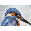 Nová krása - Výstavní mísa kingfisher
