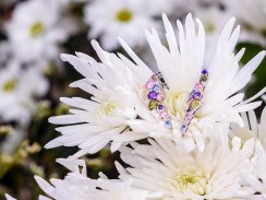Stříbrné náušnice Flower s kubickou zirkonií Preciosa