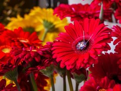 Stříbrný přívěsek Flower, květina s českým křišťálem a s kubickou zirkonií Preciosa